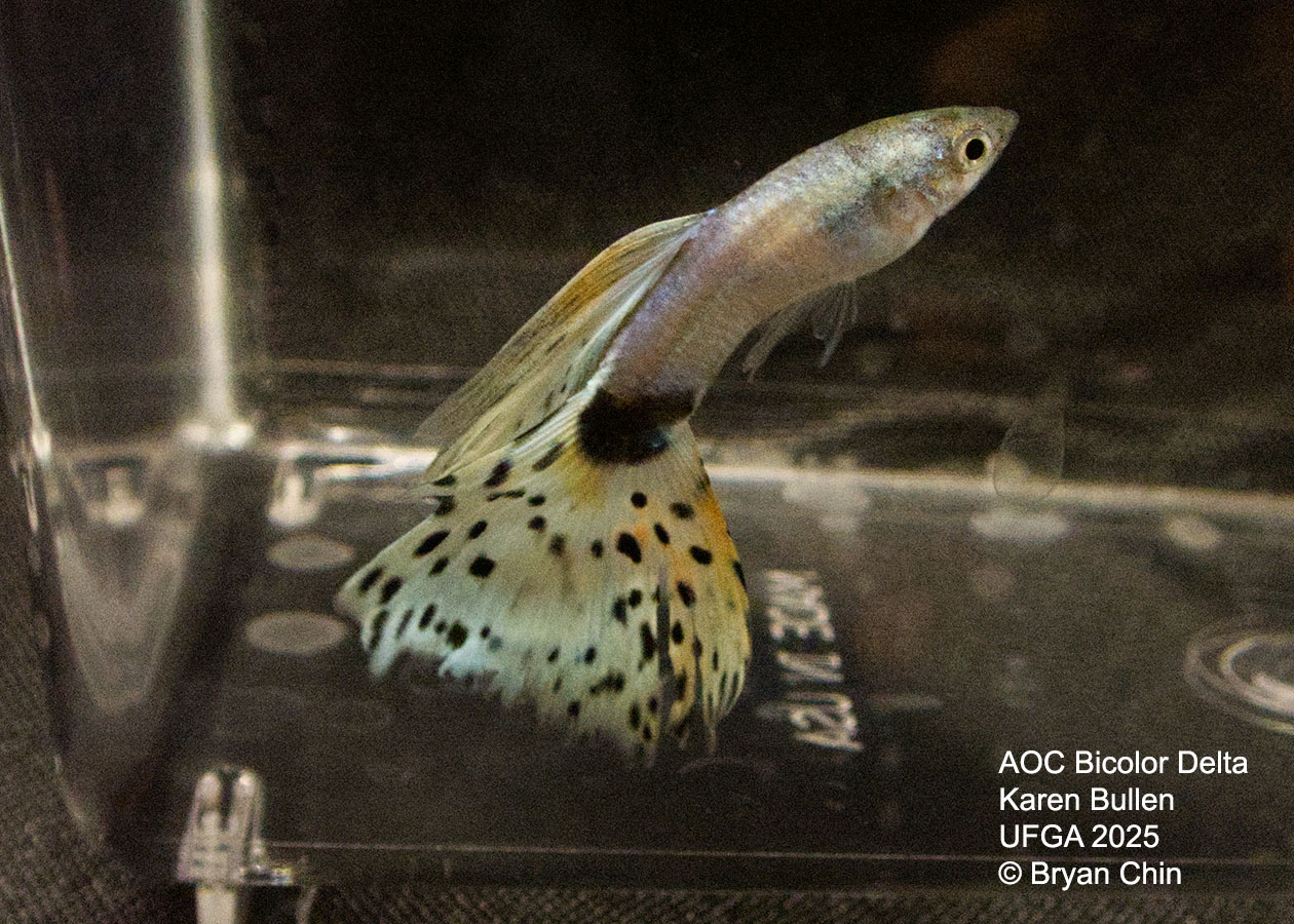 Guppy Bicolor 